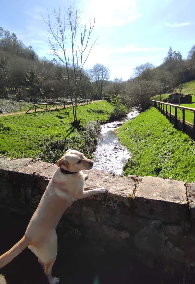 Perrita bimba en el puente del río